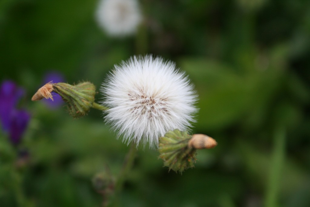 Fiori sul mare-Isola Capo Rizzuto (Crotone)